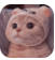 猫猫云